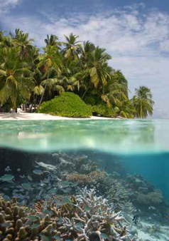 La nature sous-marine