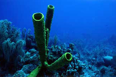 La nature sous-marine